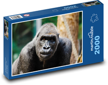 Gorila - opice, primát Puzzle 2000 dílků - 90 x 60 cm