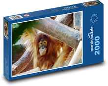 Orangutan - zviera, opica Puzzle 2000 dielikov - 90 x 60 cm
