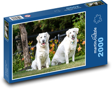 Golden retriver - psy, zwierzęta domowe Puzzle 2000 elementów - 90x60 cm
