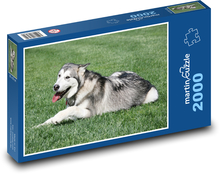 Malamut alaskański - zwierzę, pies Puzzle 2000 elementów - 90x60 cm