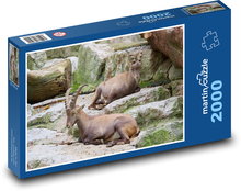 Koziorożec - zwierzę, skały Puzzle 2000 elementów - 90x60 cm