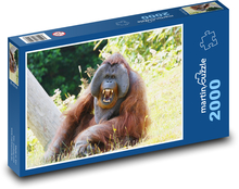 Orangutan - monkey, animal Puzzle 2000 pieces - 90 x 60 cm