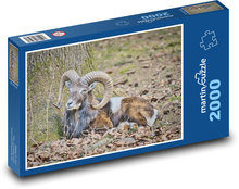 Mouflon - ram, sheep Puzzle 2000 pieces - 90 x 60 cm