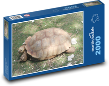 Żółw - skorupa, gad Puzzle 2000 elementów - 90x60 cm