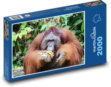 Orangutan - zvíře, opice  Puzzle 2000 dílků - 90 x 60 cm