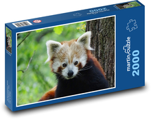 Panda červená - zvíře, zoo Puzzle 2000 dílků - 90 x 60 cm