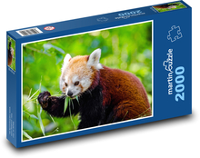 Panda červená - zvíře, divoké Puzzle 2000 dílků - 90 x 60 cm
