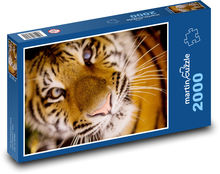 Tygr - vousky, masožravec Puzzle 2000 dílků - 90 x 60 cm