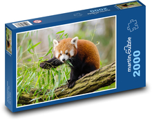 Panda červená - větev, zvíře Puzzle 2000 dílků - 90 x 60 cm