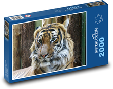 Tiger - animal, big cat Puzzle 2000 pieces - 90 x 60 cm
