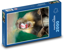 Pawian - małpy, Afryka Puzzle 2000 elementów - 90x60 cm