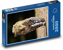 Leopard - divoká kočka, zvíře Puzzle 2000 dílků - 90 x 60 cm