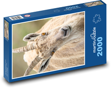 Koza - hlava, rohy Puzzle 2000 dielikov - 90 x 60 cm