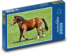 Koń - zwierzę, ssak Puzzle 2000 elementów - 90x60 cm