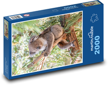 Koala - vačkovec, bylinožravec Puzzle 2000 dielikov - 90 x 60 cm