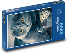 Škótska mačka - zviera, domáce zviera Puzzle 2000 dielikov - 90 x 60 cm