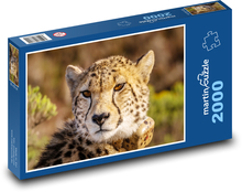 Gepard - divoké zvíře, kočka Puzzle 2000 dílků - 90 x 60 cm