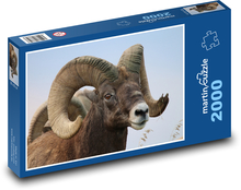 Pouštní tlustorohá ovce - zvíře, rohy Puzzle 2000 dílků - 90 x 60 cm