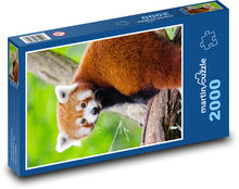 Panda červená - zviera, roztomilá Puzzle 2000 dielikov - 90 x 60 cm
