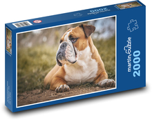 Bulldogge - Hund, Tier Puzzle 2000 Teile - 90 x 60 cm