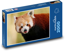 Panda czerwona - zwierzę, niedźwiedź Puzzle 2000 elementów - 90x60 cm