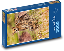 Gepardy - zwierzęta, safari Puzzle 2000 elementów - 90x60 cm
