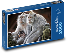 Monkey - primate, mammal Puzzle 2000 pieces - 90 x 60 cm