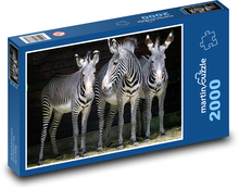 Zebras - animals, zoo Puzzle 2000 pieces - 90 x 60 cm