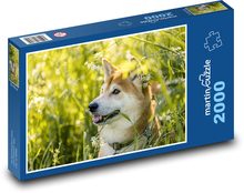 Shiba Inu - dog, pet Puzzle 2000 pieces - 90 x 60 cm