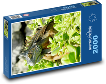 Kaimaninseln - Leguan, Reptil Puzzle 2000 Teile - 90 x 60 cm