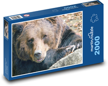 Medvěd - zvíře, savec Puzzle 2000 dílků - 90 x 60 cm
