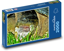 Korytnačka - zviera, plaz Puzzle 2000 dielikov - 90 x 60 cm
