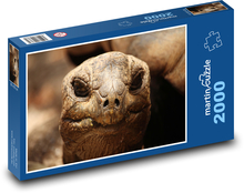 Schildkröte - Reptil, Tier Puzzle 2000 Teile - 90 x 60 cm
