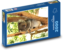 Koalabär - Tier, Säugetier Puzzle 2000 Teile - 90 x 60 cm