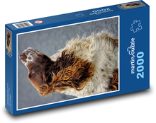 Englischer Springer Spaniel Puzzle 2000 Teile - 90 x 60 cm