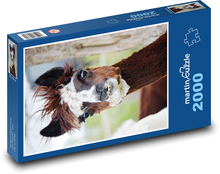Llama - alpaca, animal Puzzle 2000 pieces - 90 x 60 cm