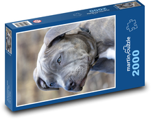 Pit bull - pes, šteňa Puzzle 2000 dielikov - 90 x 60 cm