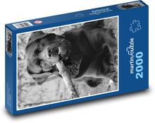 Pies - labrador, zwierzę domowe Puzzle 2000 elementów - 90x60 cm