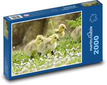 Kaczątko - kaczki Puzzle 2000 elementów - 90x60 cm