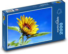 Kvitnúca slnečnica Puzzle 2000 dielikov - 90 x 60 cm