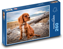 Roztomilé kavalírske šteniatko Puzzle 260 dielikov - 41 x 28,7 cm 