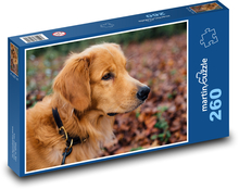 Zlatý retrívr na podzimní procházce Puzzle 260 dílků - 41 x 28,7 cm