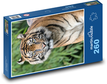Tiger Puzzle 260 dielikov - 41 x 28,7 cm 