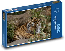 Peaceful tiger in nature Puzzle 260 pieces - 41 x 28.7 cm