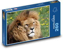 Majestatyczny lew w trawie Puzzle 260 elementów - 41x28,7 cm