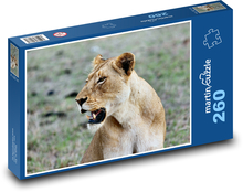 Afrikanische Löwin Puzzle 260 Teile - 41 x28,7 cm