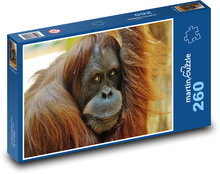 Der weise Blick eines Orangutans Puzzle 260 Teile - 41 x28,7 cm
