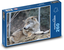 Vlk ležící v zoo Puzzle 260 dílků - 41 x 28,7 cm