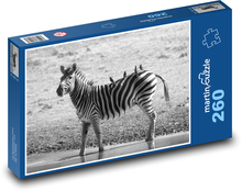 Pruhovaná zebra chôdza vo vode Puzzle 260 dielikov - 41 x 28,7 cm 