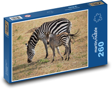 Zebra s mláďaťom na pastvine Puzzle 260 dielikov - 41 x 28,7 cm 